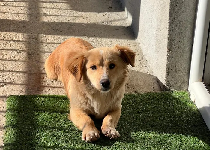 Bandici House Daire Podgoriçe